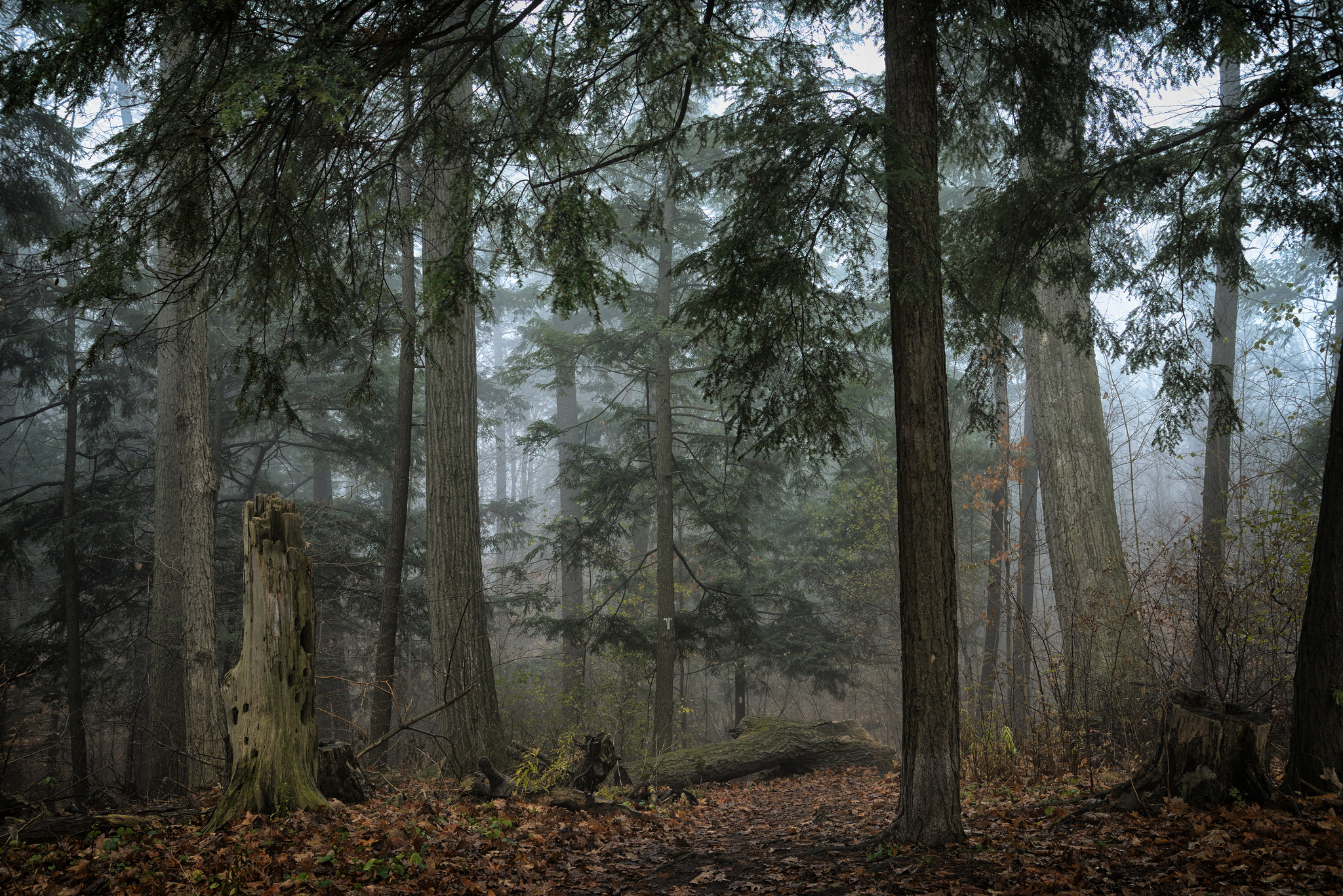 545997_trees_fog_homer_watson_park_kitchener_ontario_cana_2048x1367_(www_GdeFon_ru).jpg